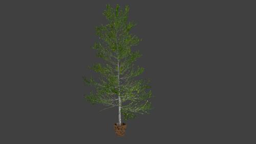 A Tree preview image